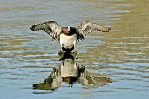 Alighting: American Wigeon drake