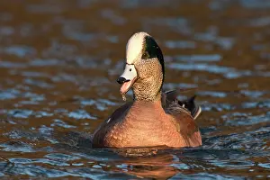 Rick: An American Wigeon drake (Anas americana)