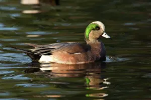 Rick: An American Wigeon drake (Anas americana)