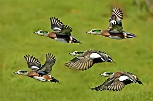 Drakes: American Wigeon drakes