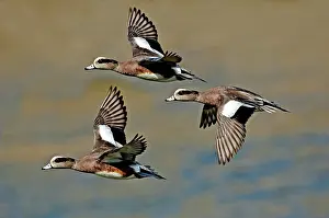 Drakes: American Wigeon drakes