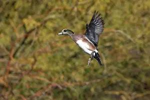 Arizonan: American Wigeon in flight