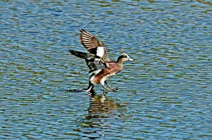 Alighting: American Wigeon landing in water
