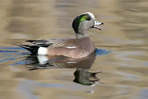 Wigeons: American Wigeon - Male