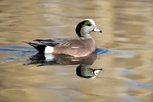 Wigeons: American Wigeon - Male