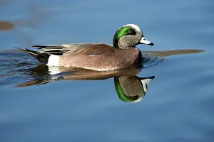 Wigeons: American wigeon - male