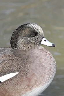 Wigeon: American Wigeon Male