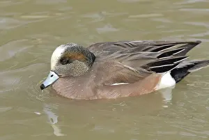 Wigeon: American Wigeon Male
