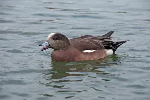 Thunder: American Wigeon male swimming