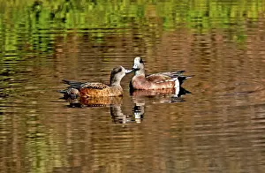Wigeon: American Wigeon Pair together