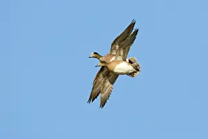 Mated: American Wigeon Pair in Flight