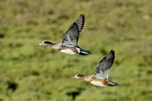 Mated: American Wigeon pair in flight