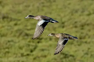 Mated: American Wigeon pair in flight