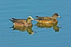 Wigeon: American Wigeon pair swimming
