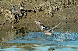 Mated: American Wigeon Pair taking off