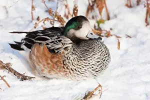 David Kilbey: American Wigeon - Single adult drake resting in the snow