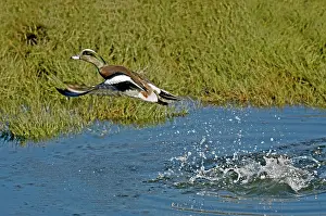 Wigeon: American Wigeon Taking Off