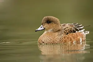 Wigeons: American Wigeon - on the water