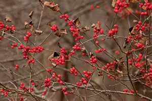 Verticillata: American Winterberry