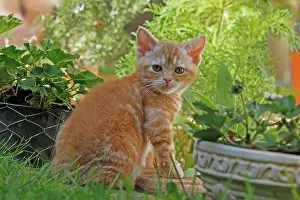 Wirehair: American Wirehair cat in the garden Diverse Katzen