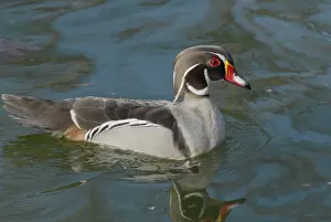 Leucistic: American Wood Duck Male