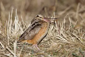 Woodcock: American Woodcock - calling peenting on breeding