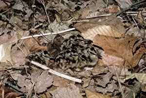 Woodcocks: American Woodcock - chicks