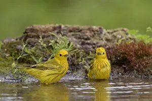 Parulidae: American Yellow Warbler (Setophaga aestiva) bathing