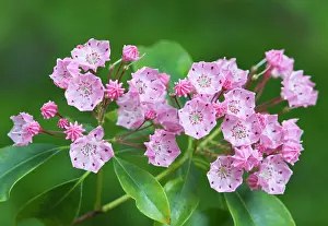 Laurel: AmericanLaurel