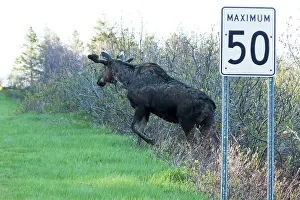 Rhythm: Americanus, americana, American moose, American
