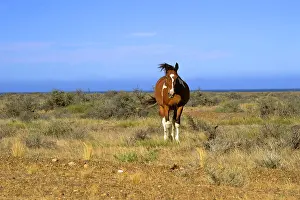 Patagonian: Americas; Argentina, Patagonia. A lone horse