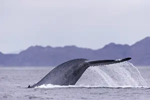 Bleue: Amerique centrale, Mexique, Basse Californie