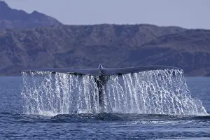 Bleue: Amerique centrale, Mexique, Basse Californie