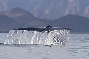 Bleue: Amerique centrale, Mexique, Basse Californie