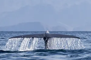 Bleue: Amerique centrale, Mexique, Basse Californie