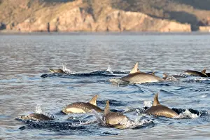 Dauphin: Amerique centrale, Mexique, Basse Californie
