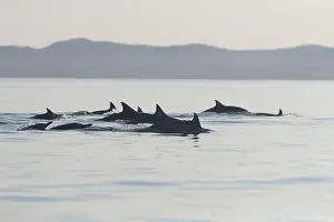 Dauphin: Amerique centrale, Mexique, Basse Californie