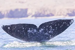 Robustus: Amerique centrale, Mexique, Basse Californie