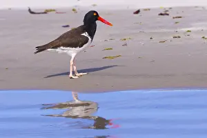 Haematopus: Amerique centrale, Mexique, Basse Californie