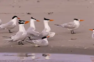 Laridae: Amerique centrale, Mexique, Basse Californie