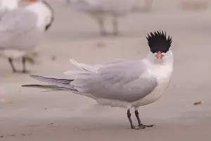 Laridae: Amerique centrale, Mexique, Basse Californie