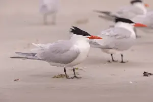 Laridae: Amerique centrale, Mexique, Basse Californie