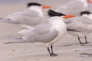 Laridae: Amerique centrale, Mexique, Basse Californie