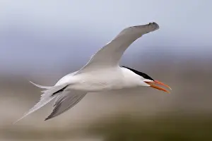Laridae: Amerique centrale, Mexique, Basse Californie