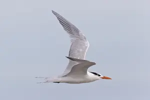Laridae: Amerique centrale, Mexique, Basse Californie