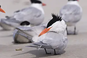 Laridae: Amerique centrale, Mexique, Basse Californie