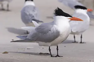 Laridae: Amerique centrale, Mexique, Basse Californie