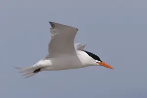 Laridae: Amerique centrale, Mexique, Basse Californie