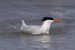 Laridae: Amerique centrale, Mexique, Basse Californie
