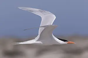 Laridae: Amerique centrale, Mexique, Basse Californie